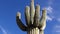 Arizona cacti.  A view looking up a Saguaro cactus Carnegiea gigantea from its base