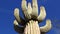 Arizona cacti.  A view looking up a Saguaro cactus Carnegiea gigantea from its base