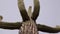 Arizona cacti.  A view looking up a Saguaro cactus Carnegiea gigantea from its base