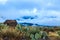 Arizona cactus, desert plants and rocks on hill; clouds, hill and snow in backround