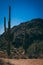 Arizona cactus mountains light nature