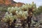 Arizona Cholla Cacti