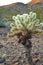 Arizona Cholla Cactus