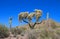 Arizona: Cholla Cactus - Hanging Chain Cholla