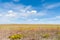 Arizona countryside field yellow rabbit brush flower blue sky wi