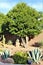 Arizona desert backyard landscape with a variety of cactus vegetation