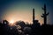 Arizona desert cactus tree landscape