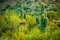 Arizona Desert Cactuses