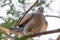 Arizona desert Dove