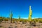 Arizona desert landscape, giant cacti Saguaro cactus Carnegiea gigantea against the blue sky, USA
