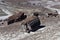 Arizona Desert Landscape with Old Petrified Logs