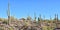 Arizona Desert Landscape with saguaro cactus in the Tonto National Forest