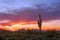 Arizona desert landscape at sunset with Saguaro cactus