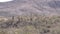 Arizona, desert, a pan of the desert with saguaro cactus on a hill