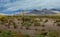 Arizona desert panorama landscape in saguaro cactus