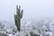 Arizona desert snow with Saguaro cactus.