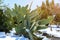 Arizona desert snow storm weather in cactus covered in snow