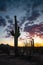 Arizona desert sunset with beautiful saguaro cactus.