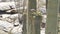 Arizona, desert, two doves drinking nectar from flowers on top of saguaro cactus