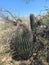 Arizona Desert Wild Barrel Cactus  Vegatation Plant Foliage Nature  Blue Sky Scene Nature Photography