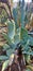Arizona Desert Wild Prickly Pear Cactus Plant  Foliage Nature Scene Photography