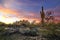 Arizona Desertscape