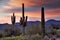 Arizona Desertscape