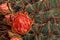 Arizona Fishhook Barrel Cactus displays red flower fruit after summer monsoon