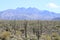 Arizona: Four Peaks and Cacti Landscape