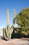 Arizona Front Yard with Saguaro and Desert Pine Tree