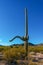 Arizona , giant cactus Saguaro cactus Carnegiea gigantea against the blue sky, USA