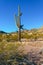 Arizona , giant cactus Saguaro cactus Carnegiea gigantea against the blue sky, USA