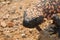 Arizona Gila Monster