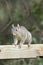 Arizona Gray Squirrel (Sciurus arizonensis)