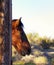 Arizona Indian Reservation riding horse looking out the barn window