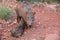 Arizona Javelina Nursing Piglet