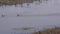 Arizona, Lake Mary, Three ducks swimming of the remaining water in Lower lake Mary