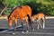 Arizona Landscape with Salt River Wild Horses