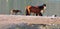 Arizona Landscape with Salt River Wild Horses