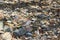 Arizona Lizard Camouflaged in Rocks