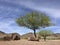 Arizona Mesquite tree in desert backyard