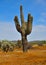 Arizona, North of Phoenix: Saguaro Cactus in Carpet of Globe Chamomile