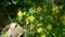 Arizona, Oak Creek Canyon, A close up of the yellow columbine flowers next to Oak Creek