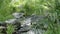 Arizona, Oak Creek Canyon, A closer view of water flowing asround the rocks in Oak Creek