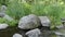 Arizona, Oak Creek Canyon, A view of large rocks, grass and flowers next to Oak Creek