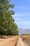 Arizona: Pecan Grove in a Desert