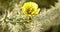 Arizona Pencil Cholla Blossom