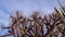 Arizona pencil cholla with long yellow spines against the blue sky. Christmas cholla, tasajillo