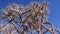 Arizona pencil cholla with long yellow spines against the blue sky. Christmas cholla, tasajillo Cylindropuntia leptocaulis.