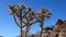 Arizona pencil cholla with long yellow spines against the blue sky. Christmas cholla, tasajillo Cylindropuntia leptocaulis.